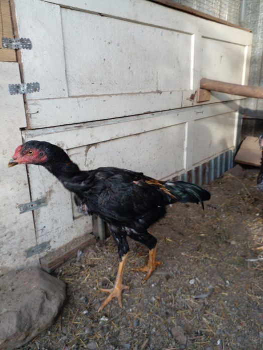 Продам петуха декана.