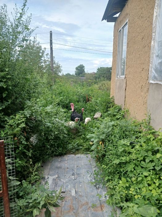 Индюки и индюшки .