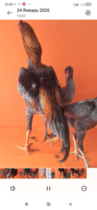 9 ойлик жожа кул