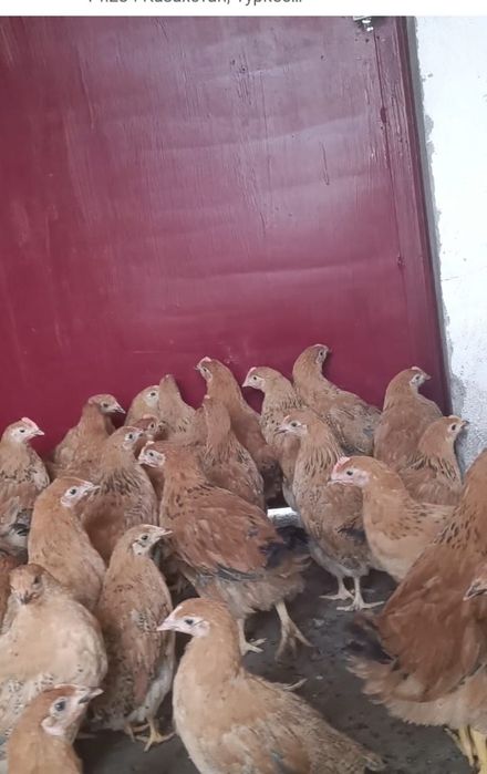 Адлер, Кучин қораздары сатылады