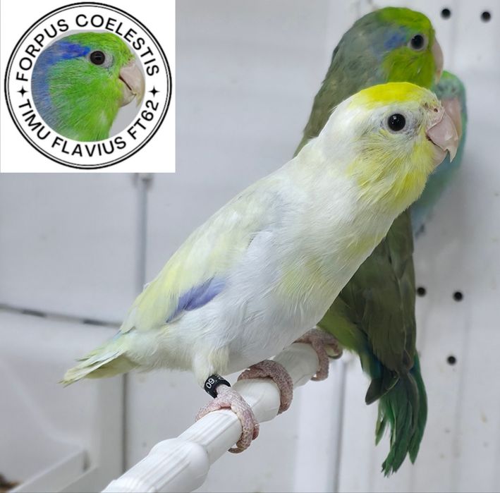 Forpus coelestis