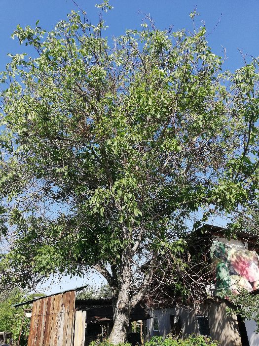 Продам дерево орех на материал