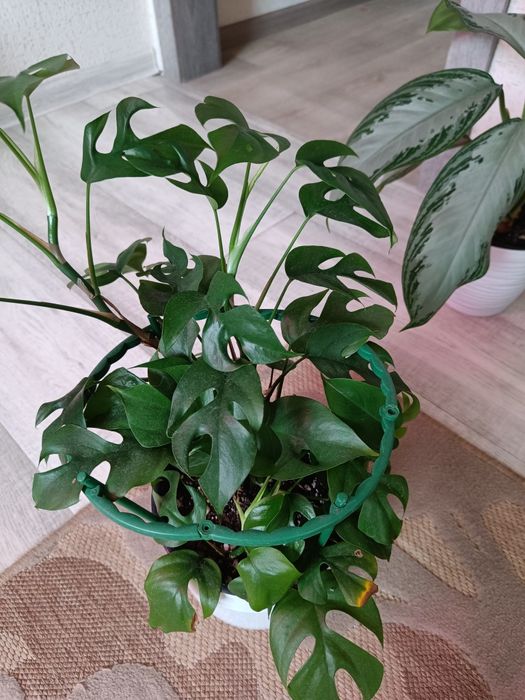 Продаю отростки monstera adansoniiii