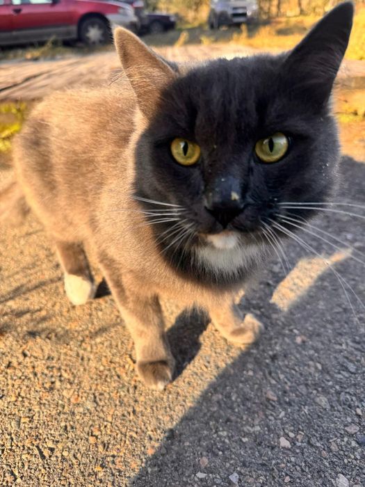 Котик в добрые руки