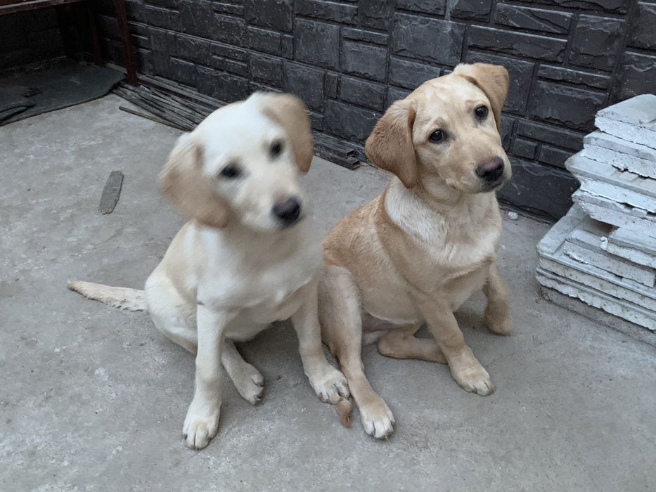 Продам лабрадоры