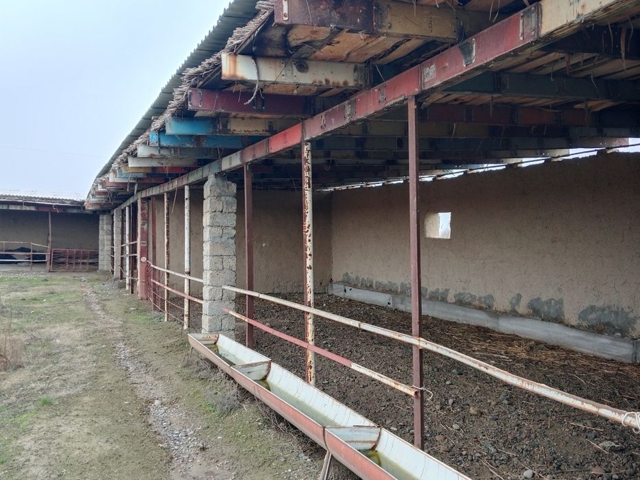 Рыбное хозяйство. Скотоводство