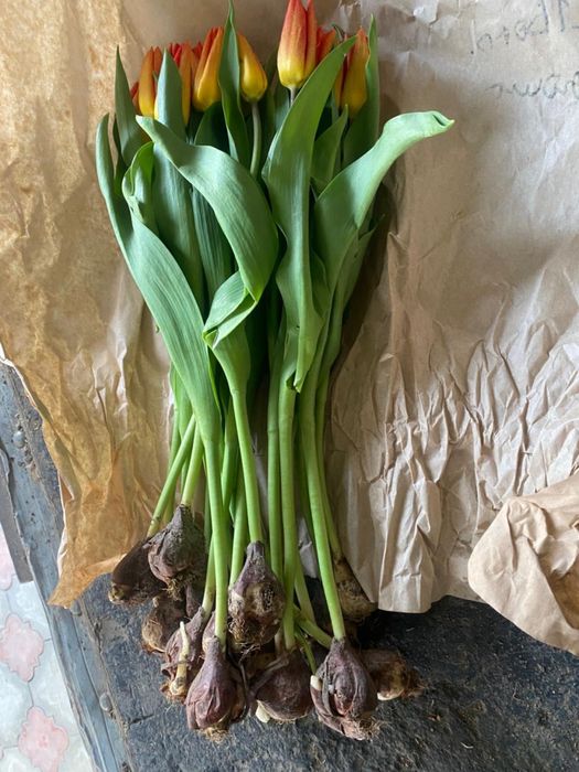 Тюлпаны тюлпаны