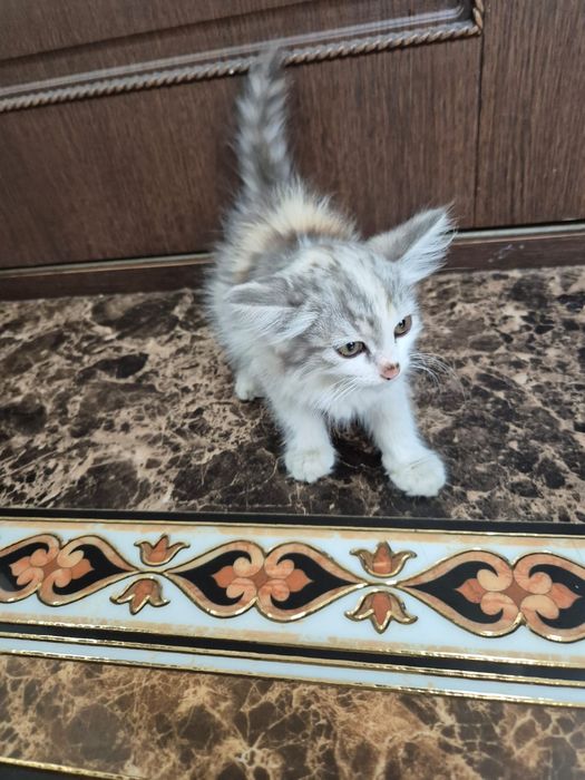 Котята в хорошие руки
