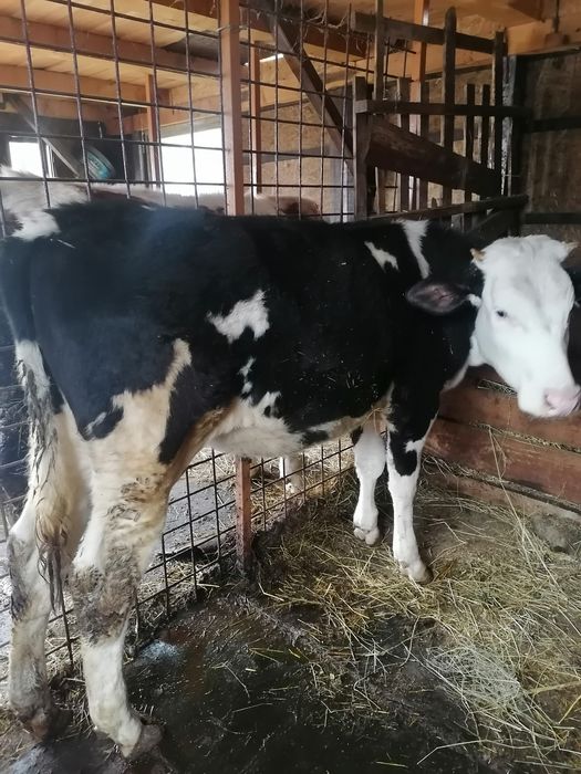 Vând vițea 10 luni