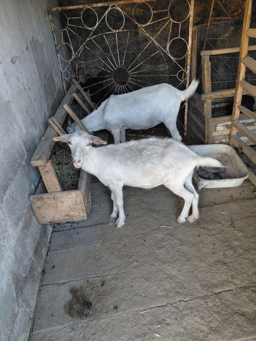 Продам коз породистых