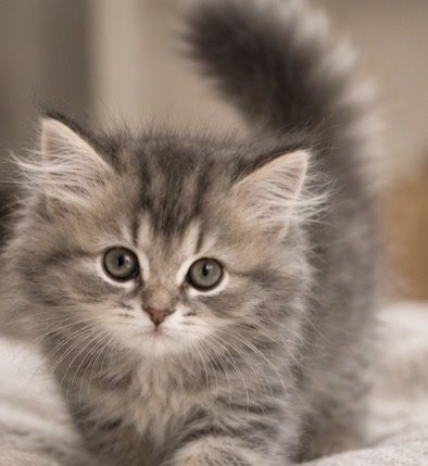 Британский котенок