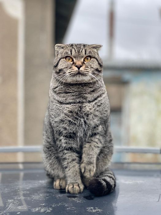 Вязка кота. Скоттиш фолд.