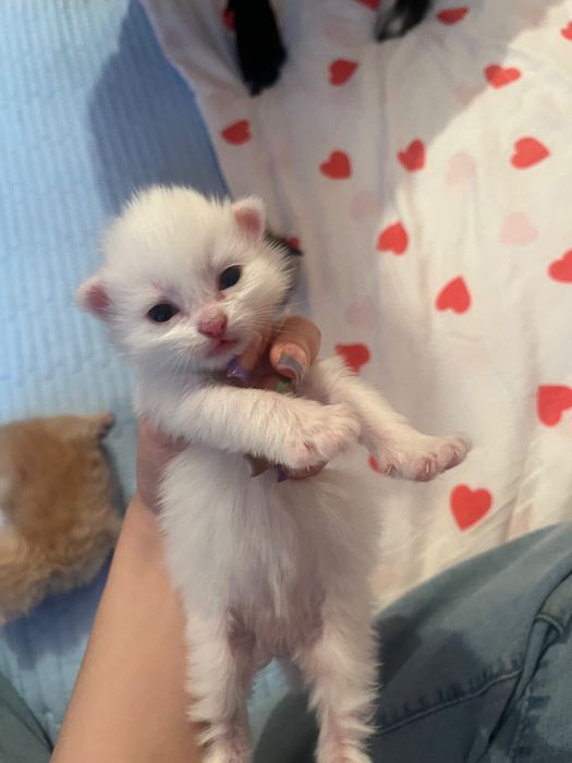 Котята мальчики