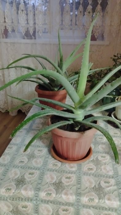 Продам  цветы Алое