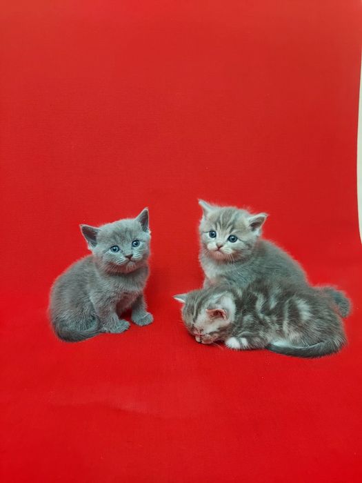 Продаю породистых котят