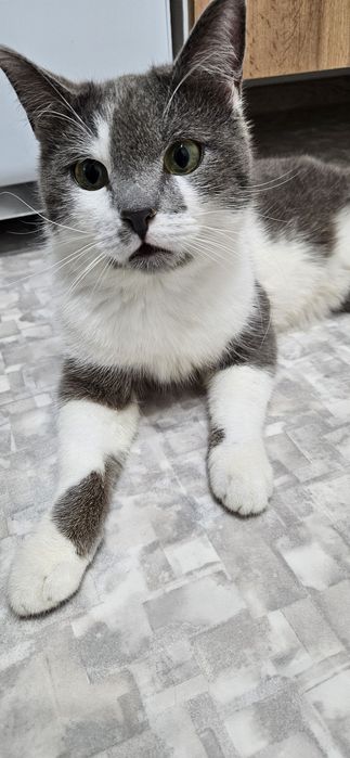 кот Мявкус, кастрирован