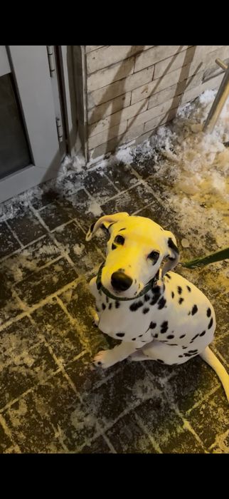 далматин далматинец долматин долматинец