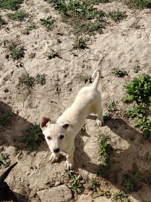 Отдам даром щенки