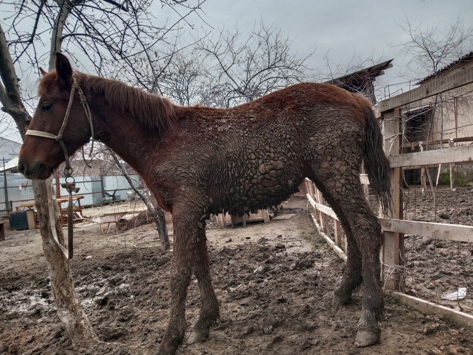 Тай еркек дены САУ аппетит ураган