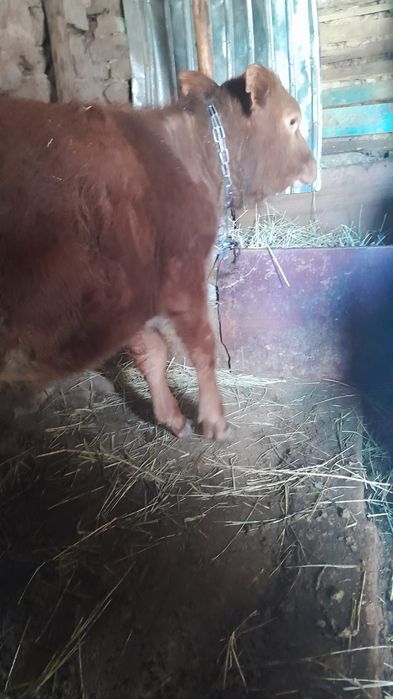 Продам телочку ю