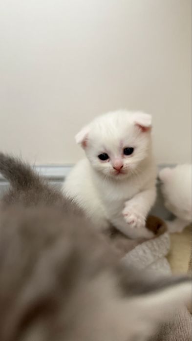 Шотлагдские котята