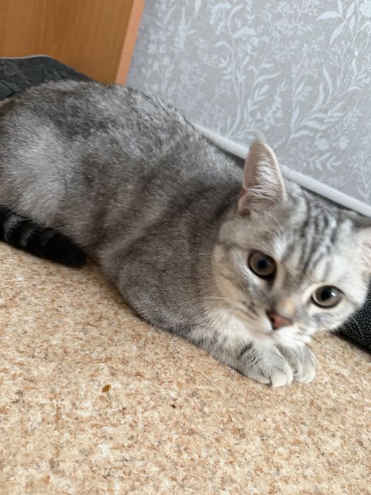 Котенок 7 месяцев