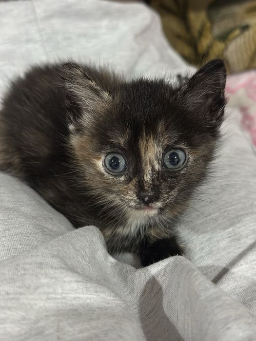 Отдам котят очень милые.