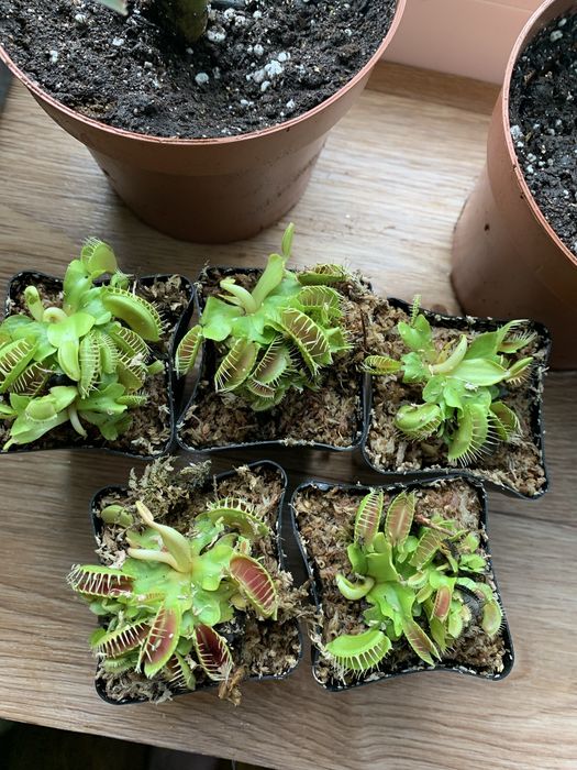 Уникальные цветы