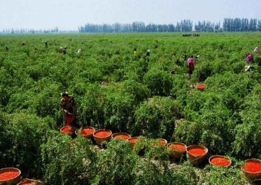 Годжи кўчатлари.