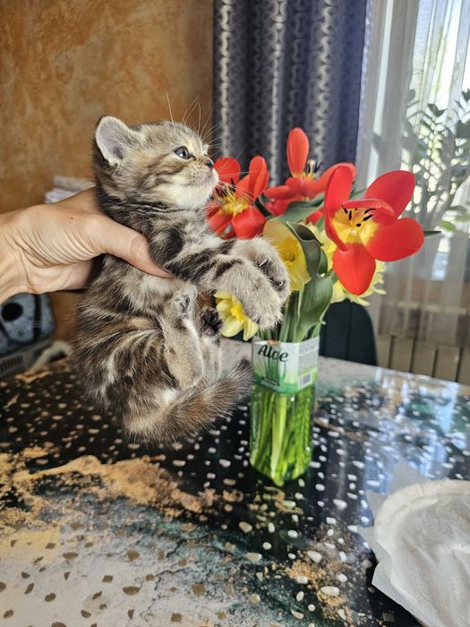 Шотландцы чистокровные