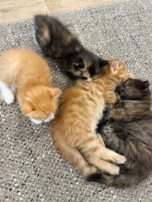 Отдам котят в добрые руки