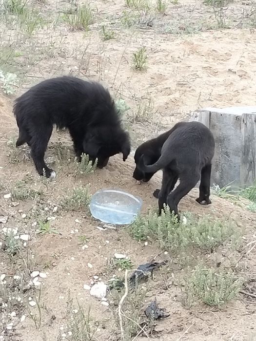 отдам щенков в добрые руки