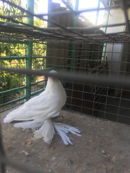 Продам белого самца молодой