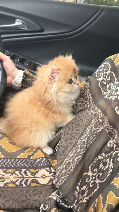 Кошка Золотая шиншилла Хайланд