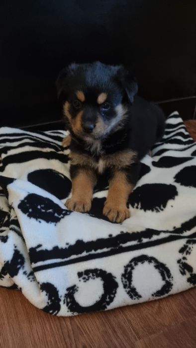 Fetiță metis rottweiler pentru adopție responsabilă 

Fetiță în vârs