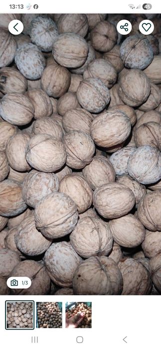 Продаю домашние грецкие орехи