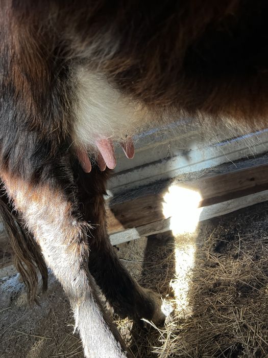 Буаз сиыр сатылады!! Сүтті сиыр