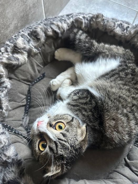 Продаётся кошечка породы Scottish Fold (шотландская вислоухая)