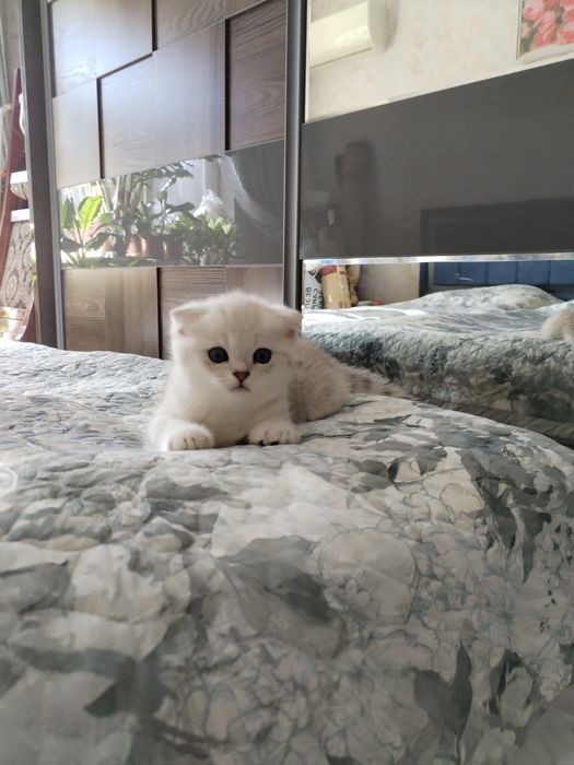 Продаётся котёнок шиншилы серебряной