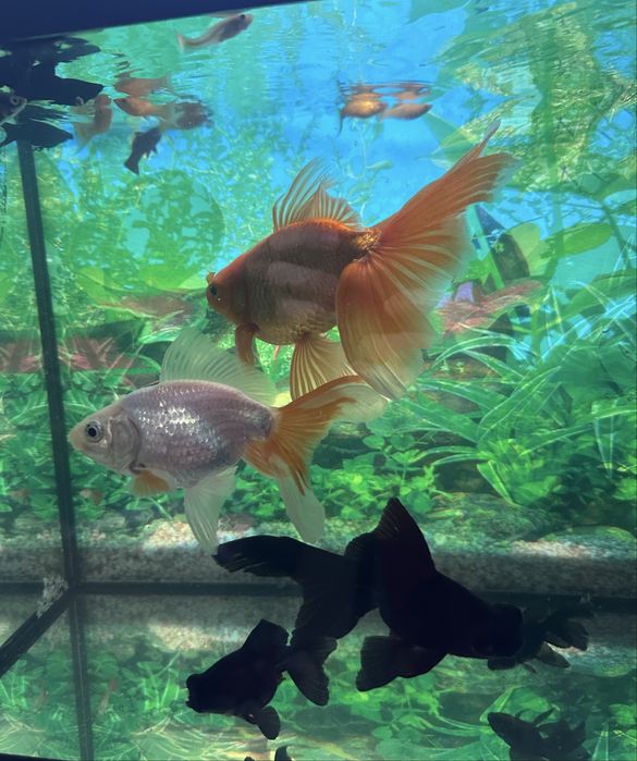 Carasi Oranda/Pesti de acvariu