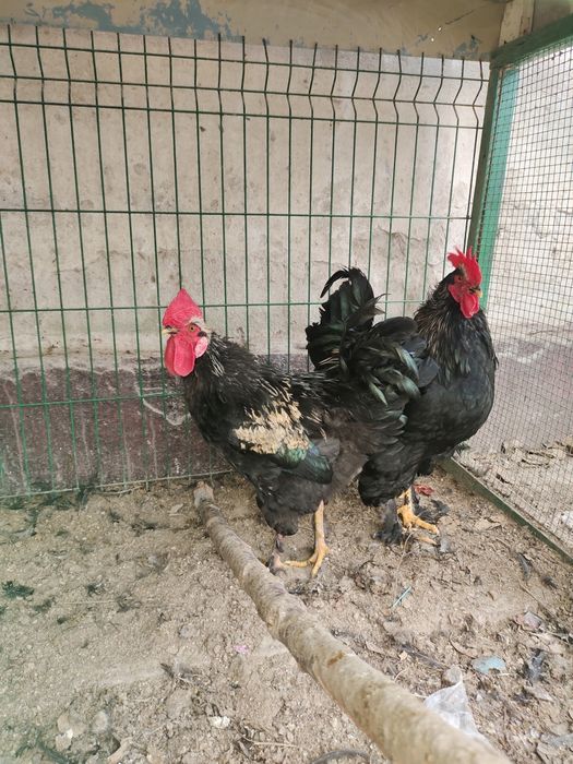 2 та хурозлар сотилади