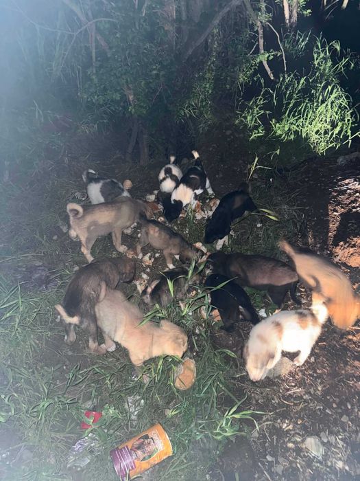 Cățeluși abandonați caută familii