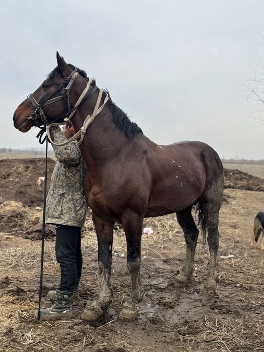 Айғыр,ат,лошадь,жеребець