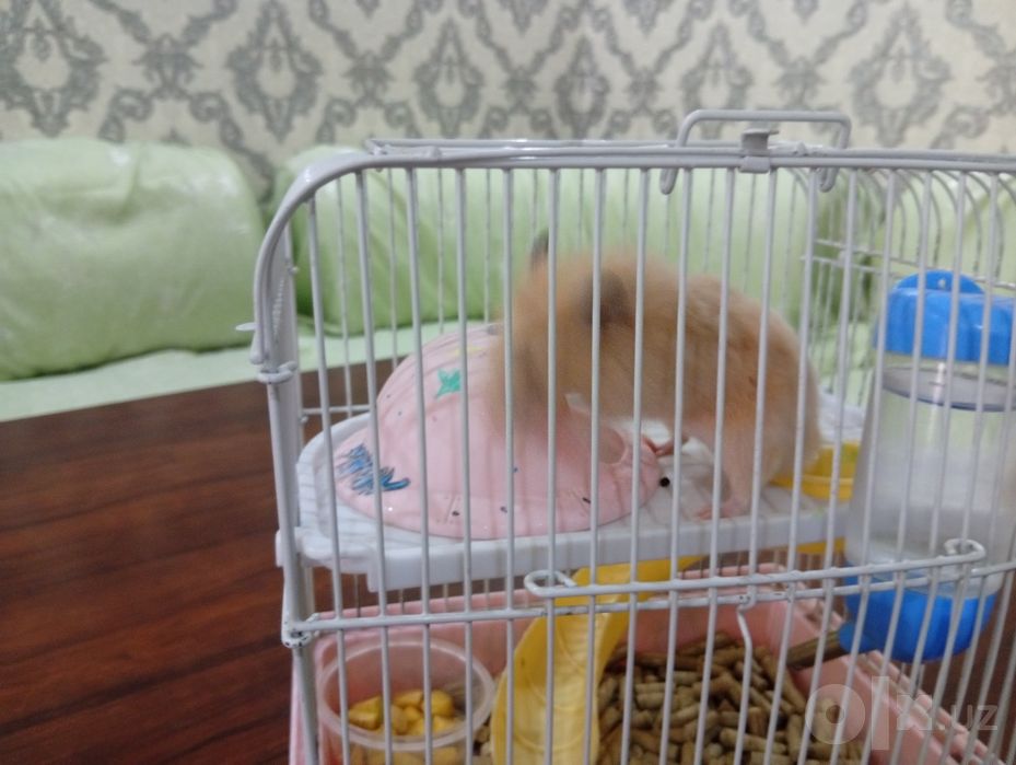 Продается хомяк добрый