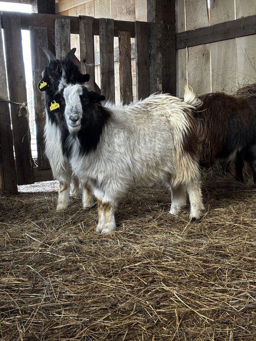 Серкелер сатылады