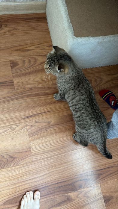 Кошка шотландская вислоухая