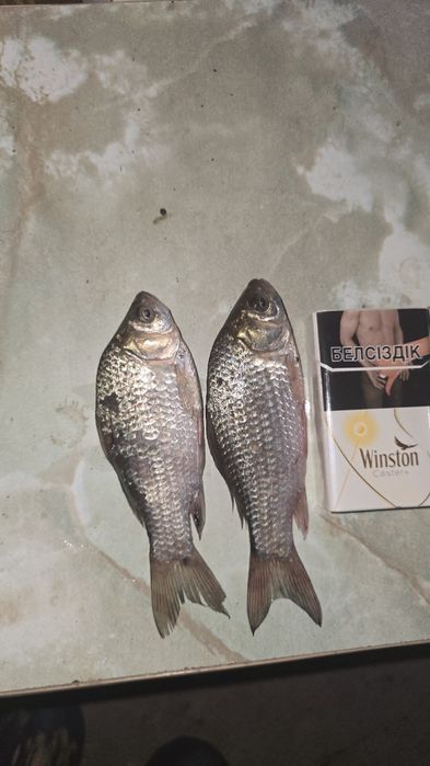 Малек, живец, карась