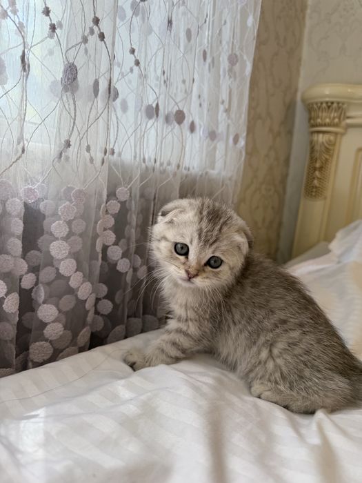 Котенок, шотландский вислоух