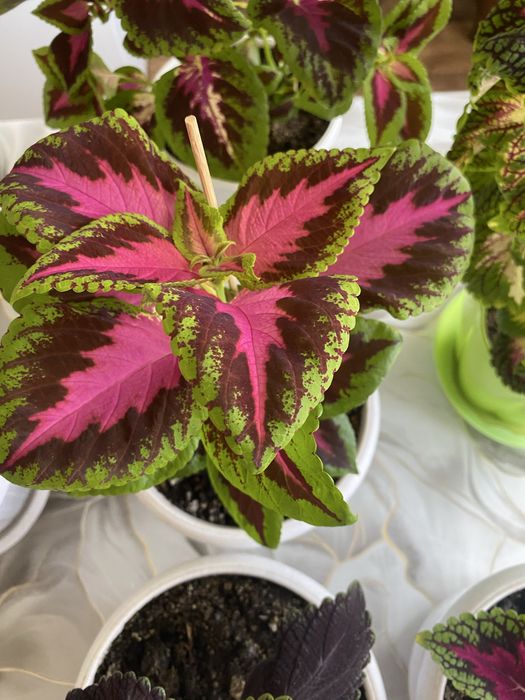 Декоративные комнатные растения