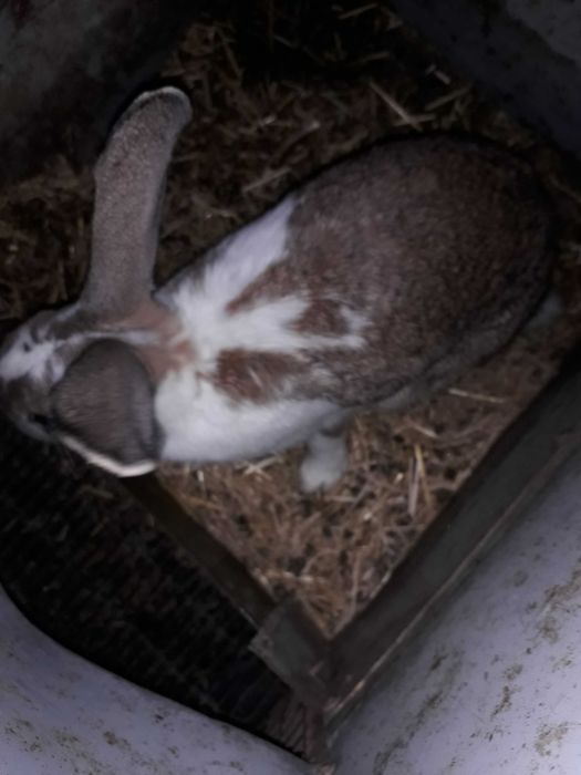 Куенлар халол уйники